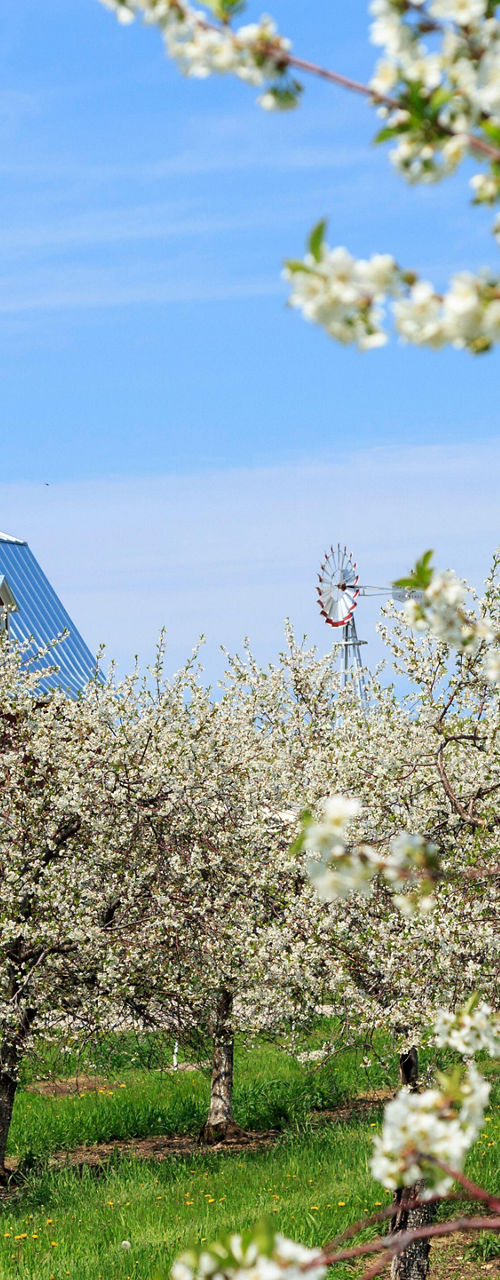Red barn surrounded by blooming orchard trees