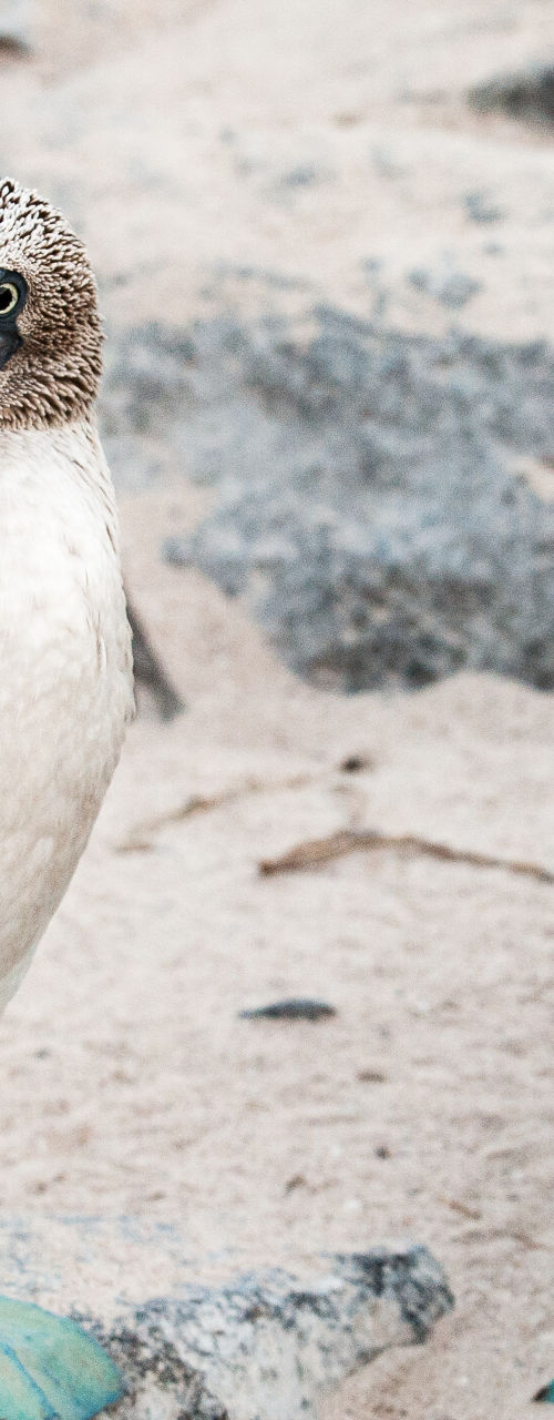 Blue-footed boobies on rocky beach