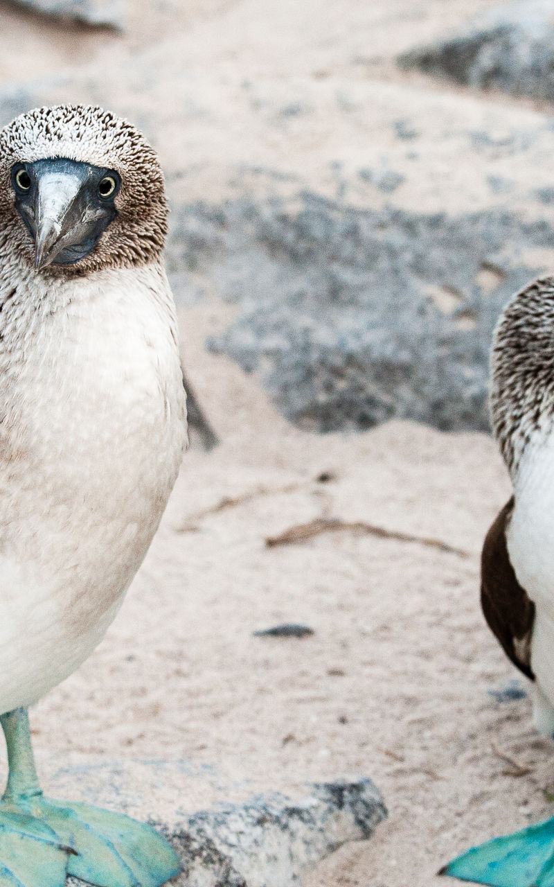 Blue-footed boobies on rocky beach