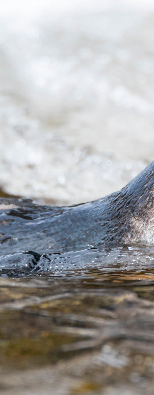 Little penguin swimming in natural stream