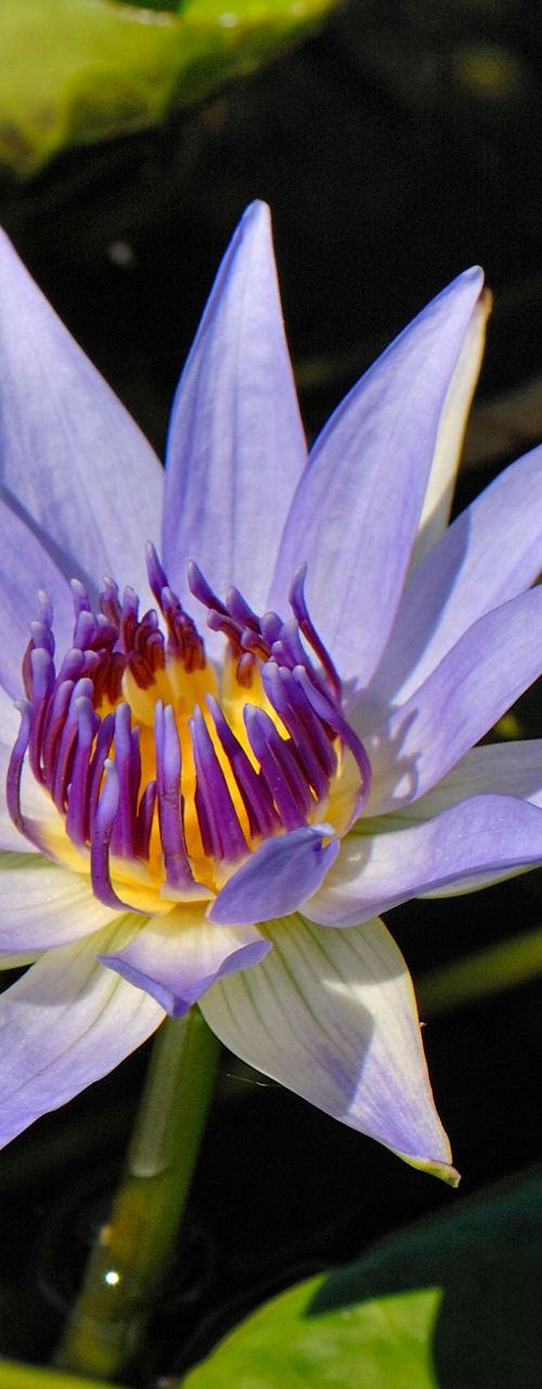 Purple water lily surrounded by green leaves