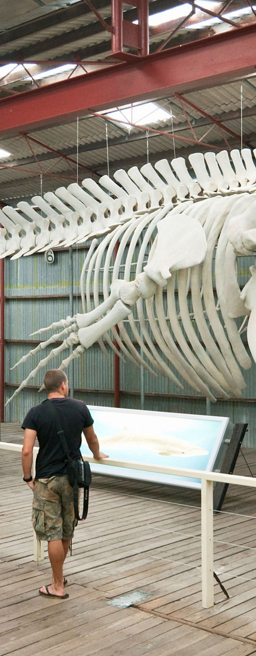 Group viewing whale skeleton in museum