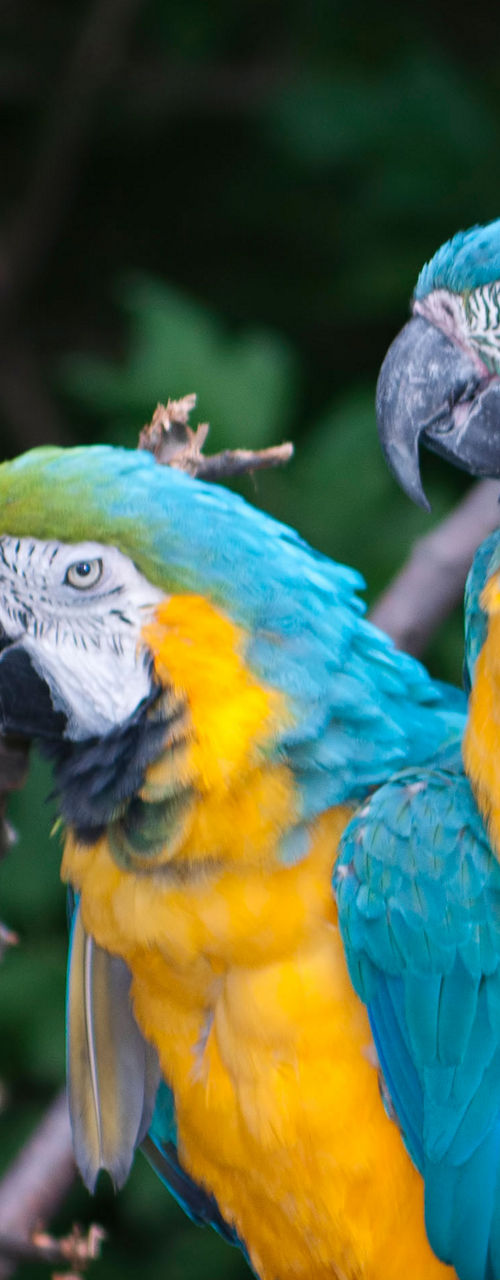 Two vibrant macaws perched on branches