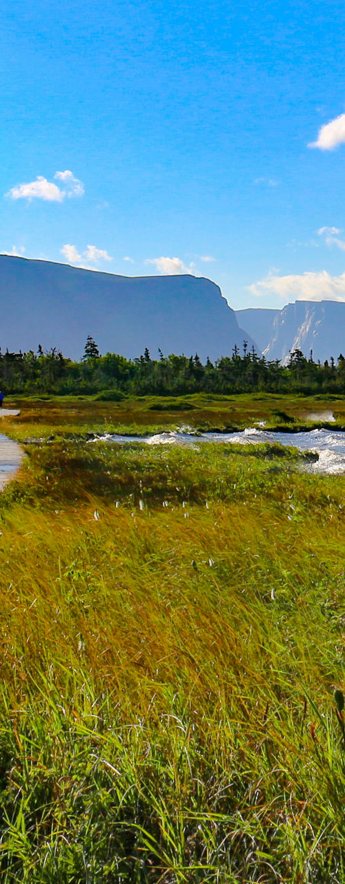 Scenic wooden path through lush wetlands