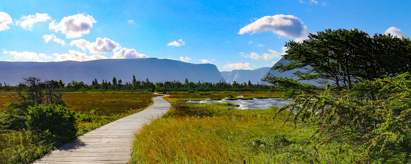 Scenic wooden path through lush wetlands