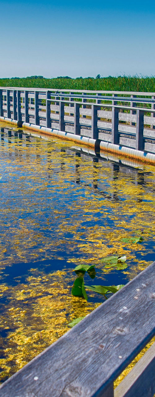 Wooden boardwalk over wetland with clear sky