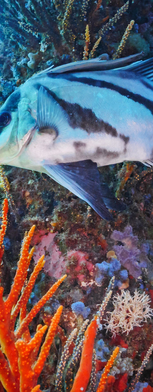 Underwater coral reef with tropical fish