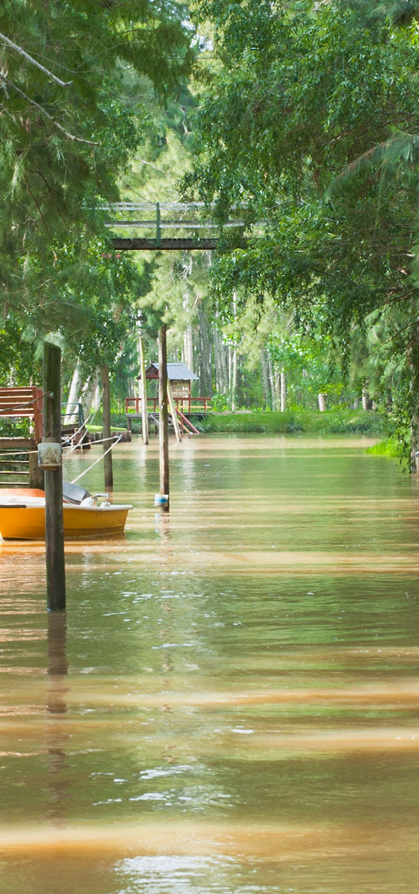 Serene river surrounded by lush greenery