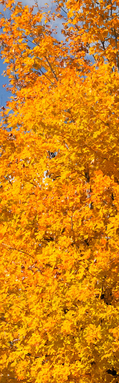 Autumn trees near historic domed building