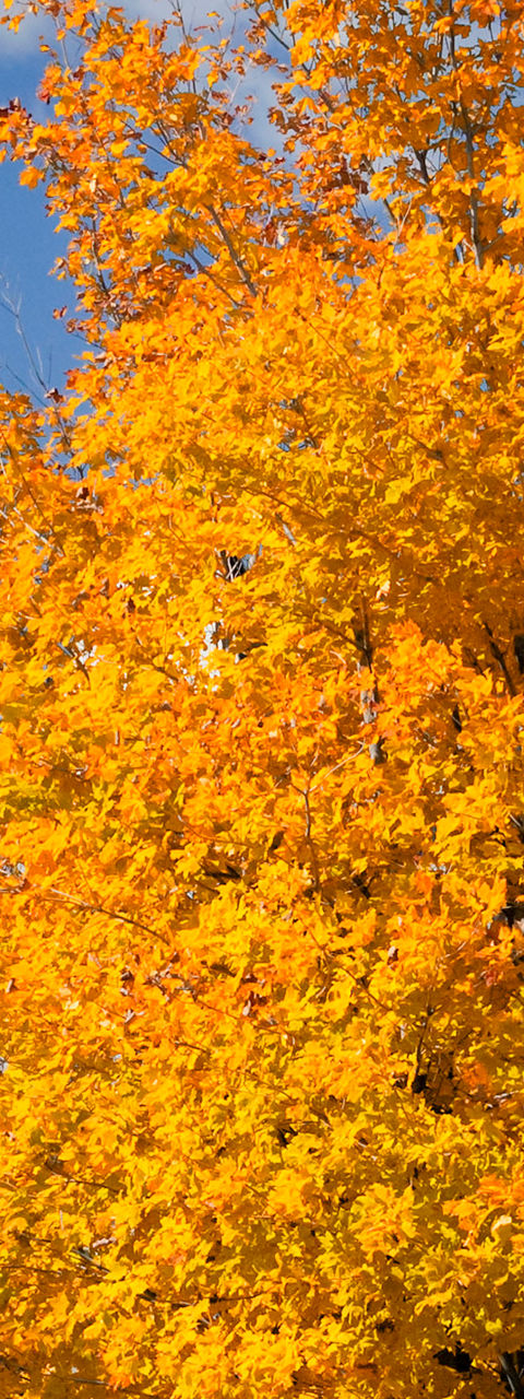 Autumn trees near historic domed building