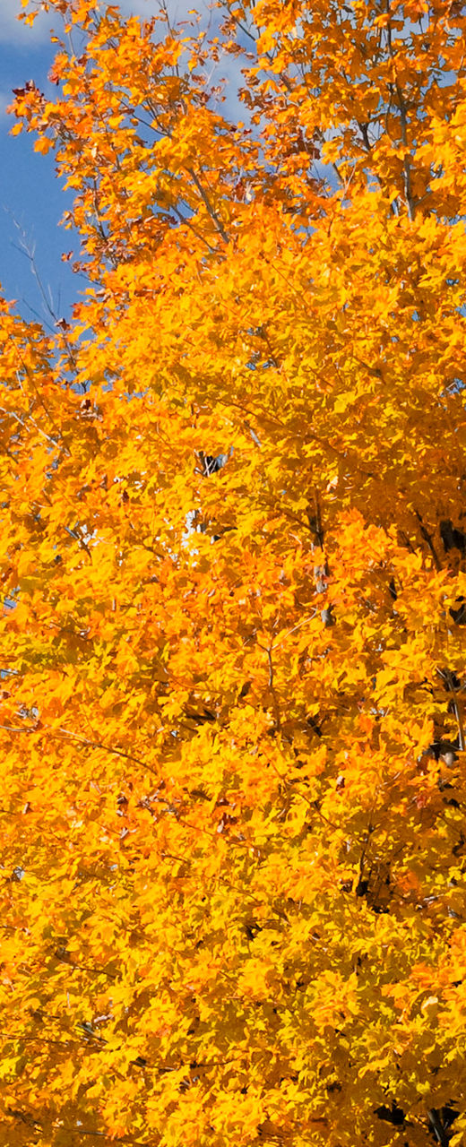 Autumn trees near historic domed building