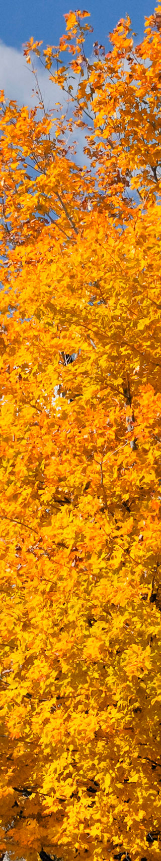 Autumn trees near historic domed building