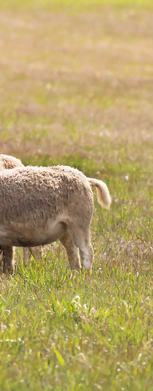 Sheep grazing with herding dog outdoors