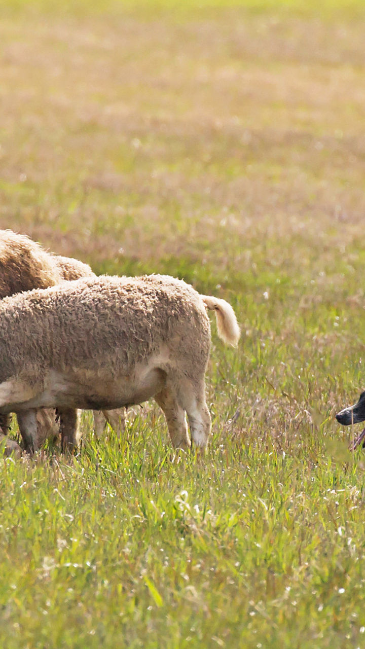 Life on a Welsh Farm