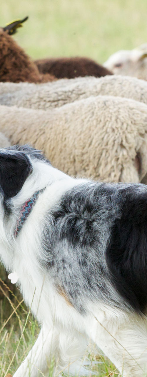Border Collie herding sheep in grassy field