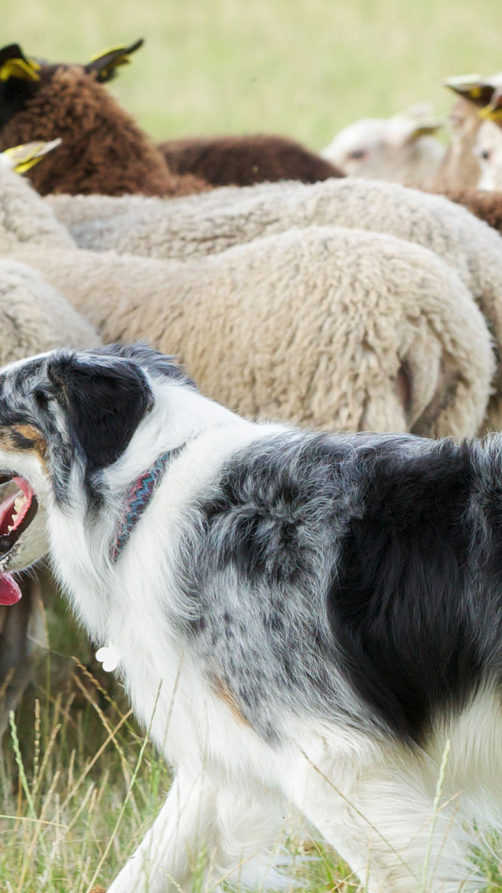 Sheepdogs & Storytelling