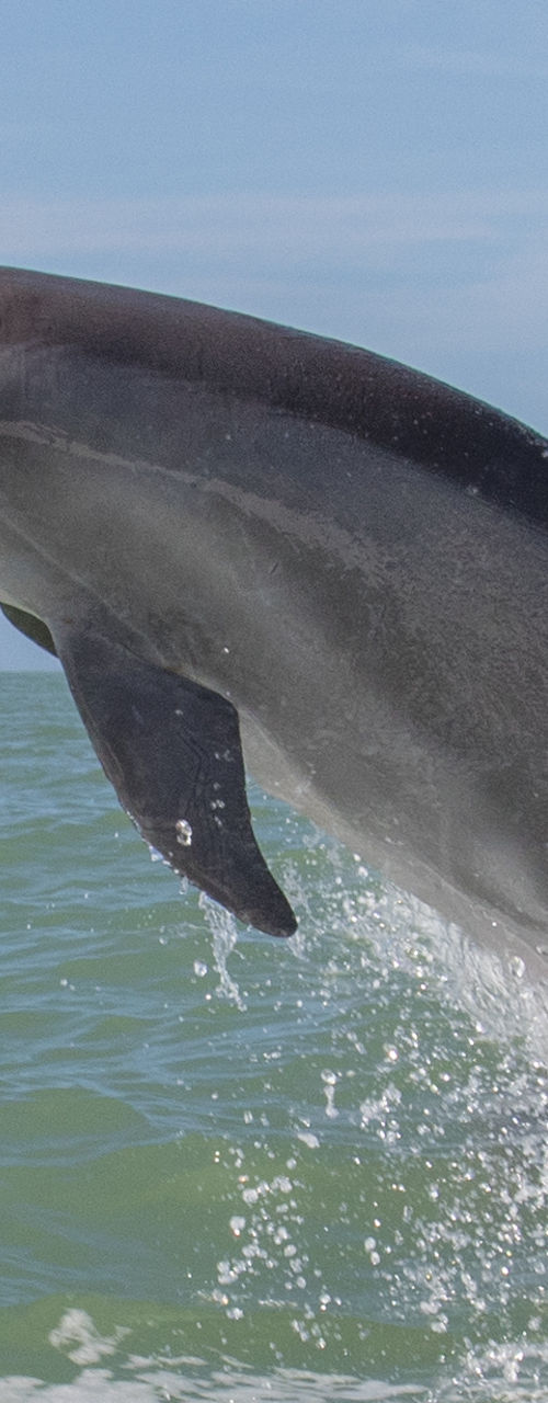 Dolphin leaping in ocean waves