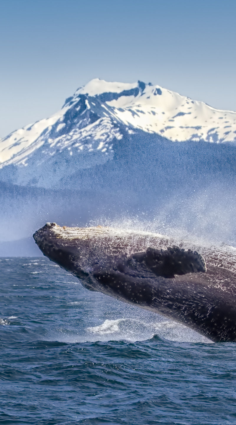 Humpback whale breaching near snowy mountains