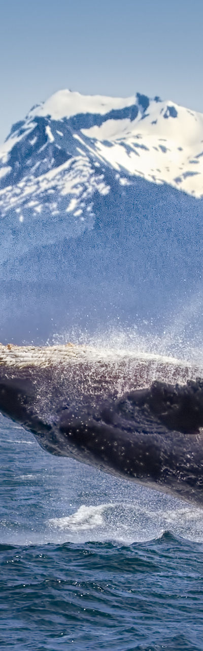Humpback whale breaching near snowy mountains