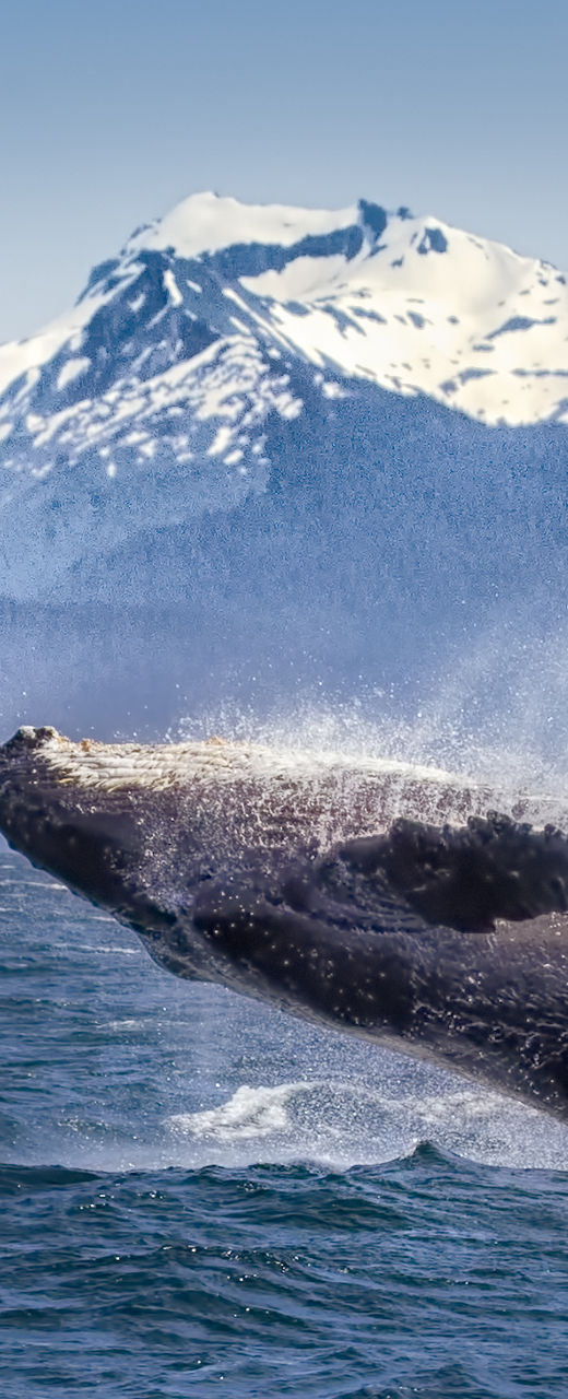 Humpback whale breaching near snowy mountains