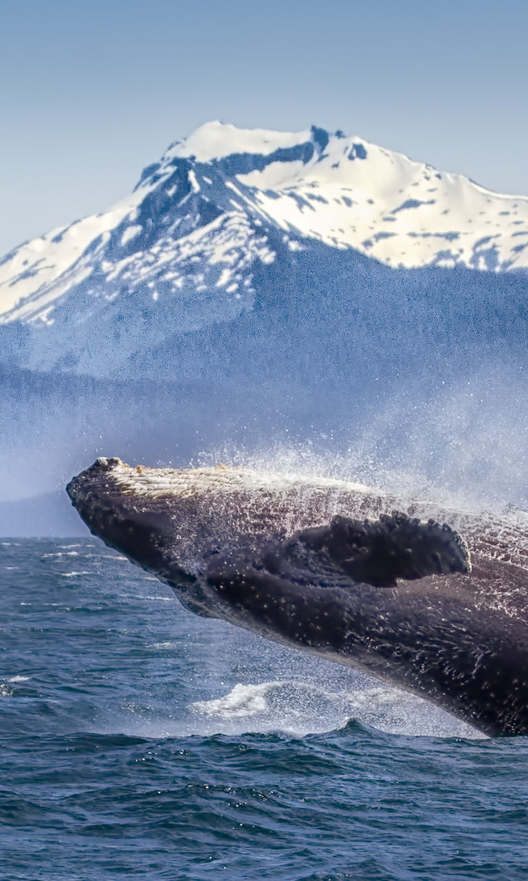 Humpback whale breaching near snowy mountains
