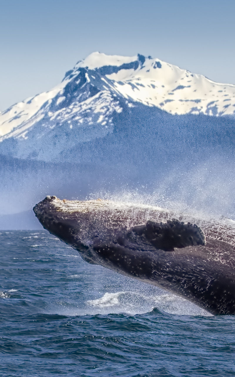 Humpback whale breaching near snowy mountains