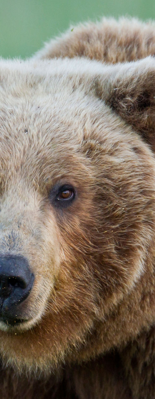 Close-up of a brown bear in nature