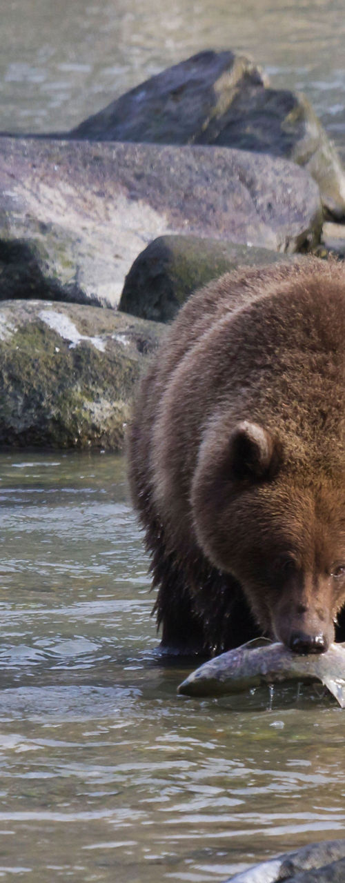 Brown bear catching fish in rocky stream