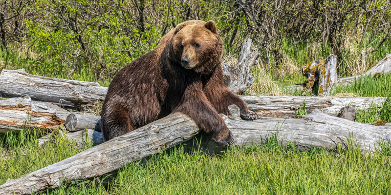 Brown bear resting on fallen logs