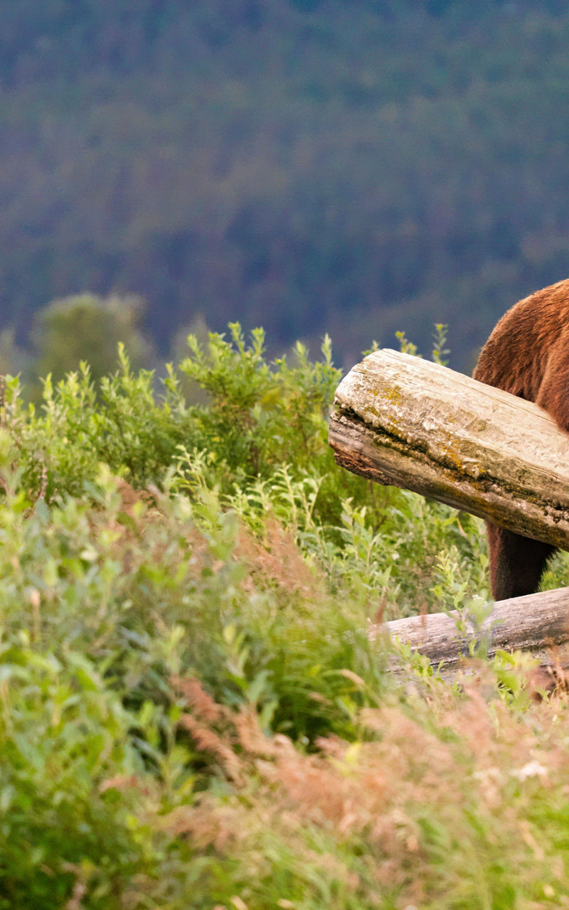 Grizzly bear resting on fallen tree