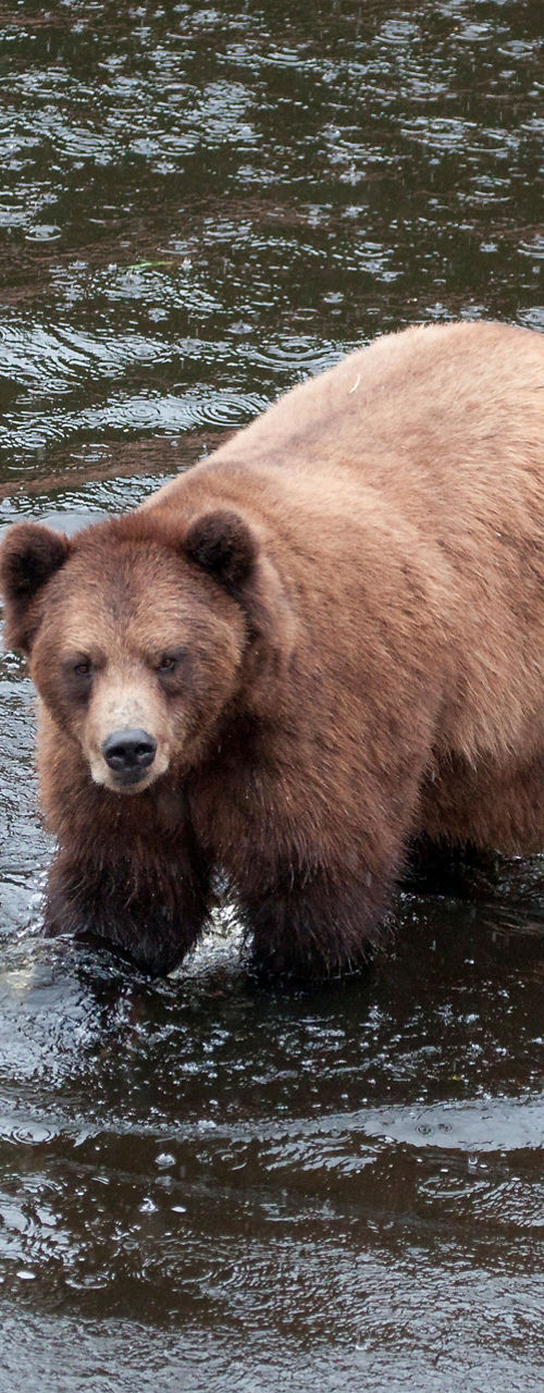Brown bear wading in shallow water