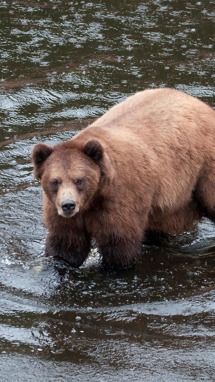 History & Native Animals of Sitka