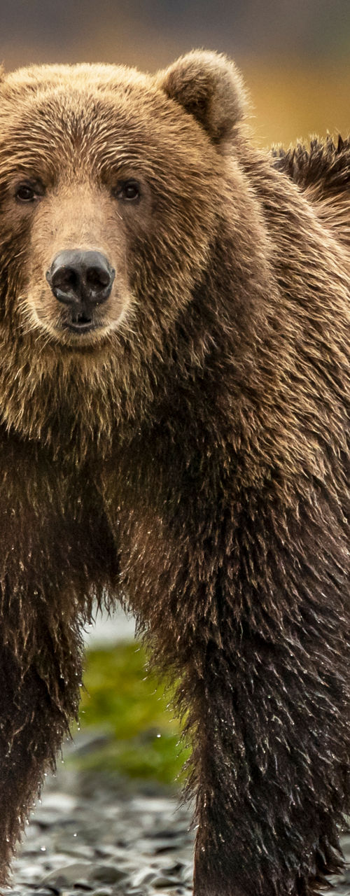 Brown bear standing in river landscape