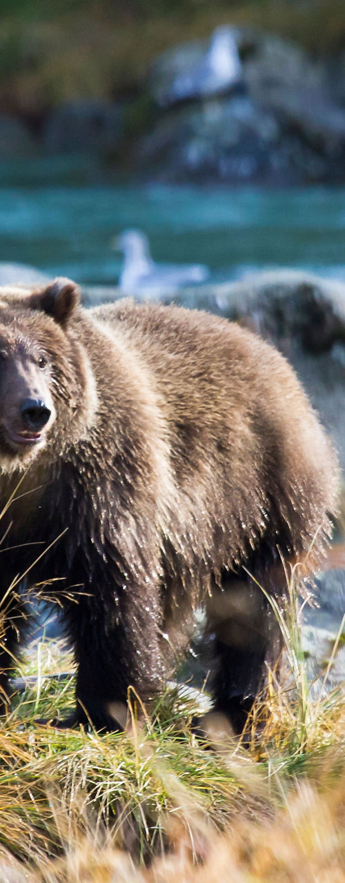 Grizzly bear in rocky riverside setting