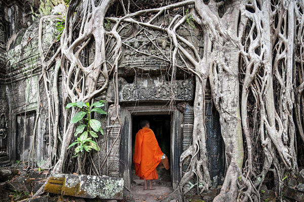 Monk entering ancient temple with tree roots