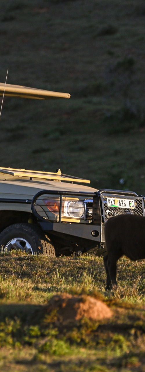 Safari tourists observing buffalo at sunset