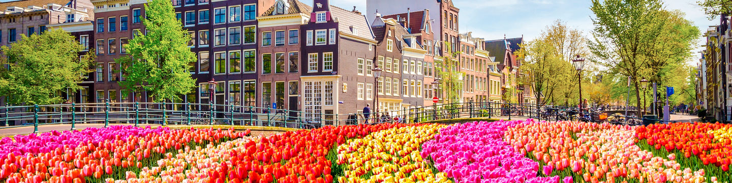 Colorful tulip field in Amsterdam cityscape
