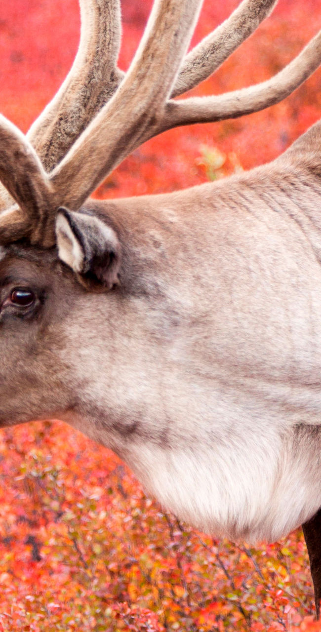 Majestic reindeer in vibrant autumn landscape