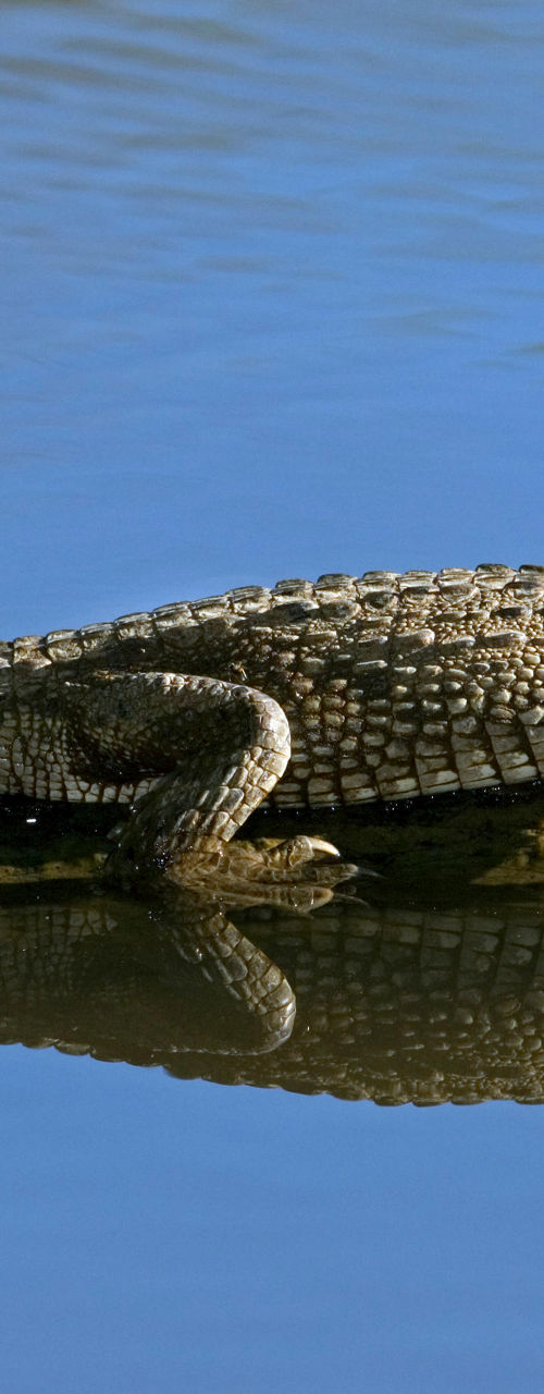 Crocodile resting on a log in water