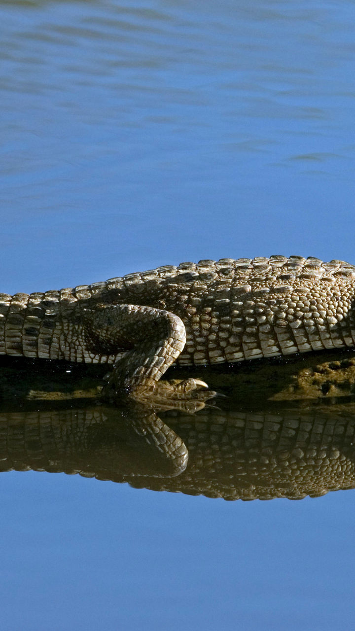 Crocodile resting on a log in water