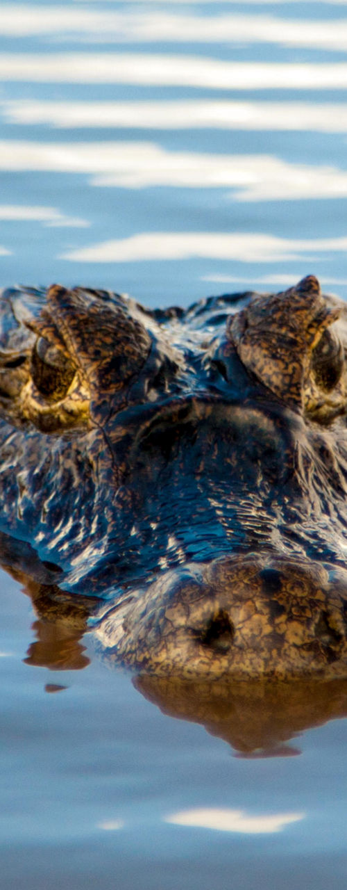 Alligator submerged in calm water