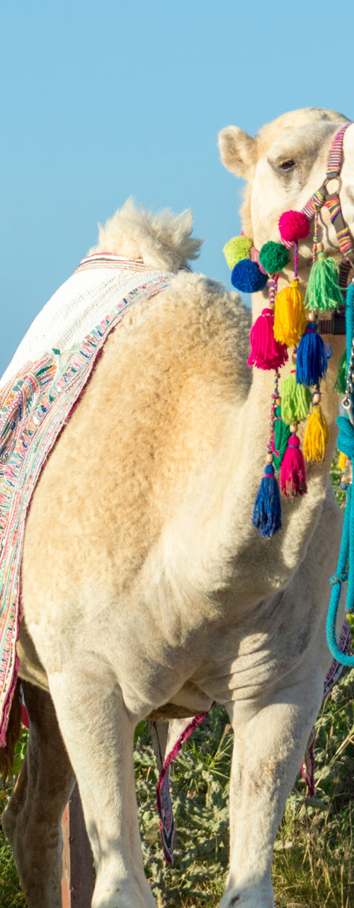 Decorated camel in desert landscape