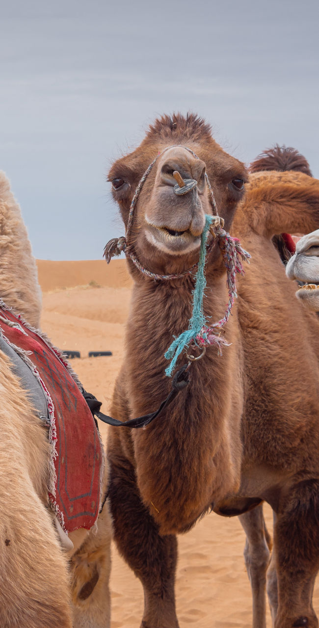 Group of camels in desert landscape