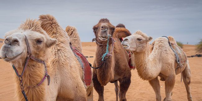 Group of camels in desert landscape