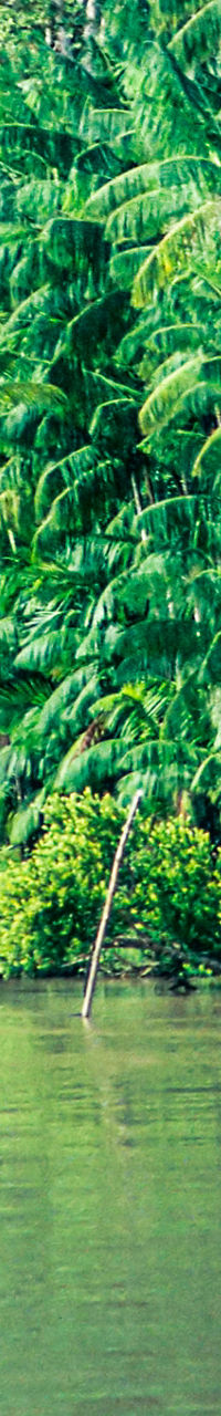 Tropical river with lush palm trees