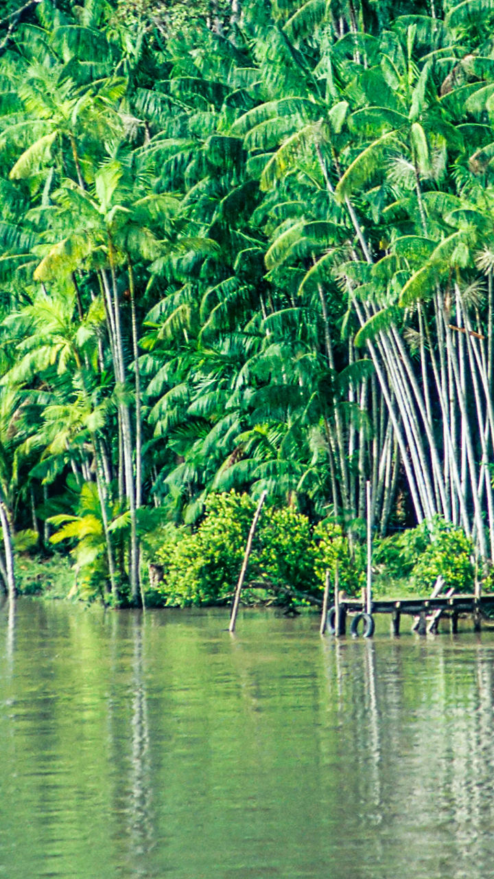 Tropical river with lush palm trees