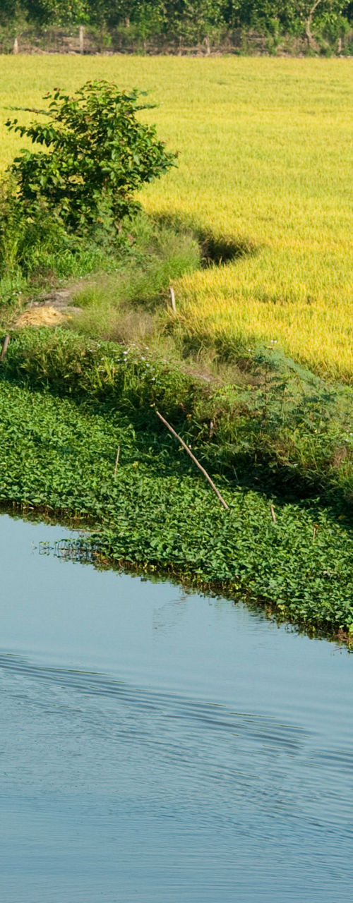 Rural river scene with lush rice fields