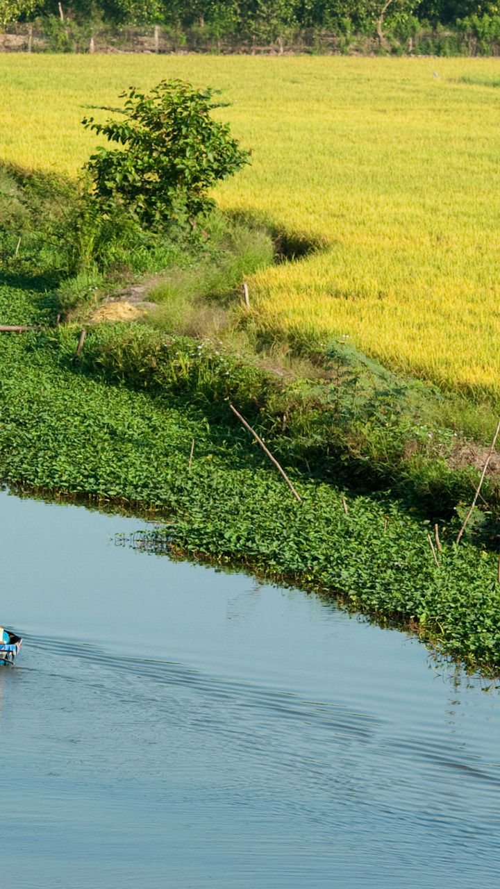 Rural river scene with lush rice fields