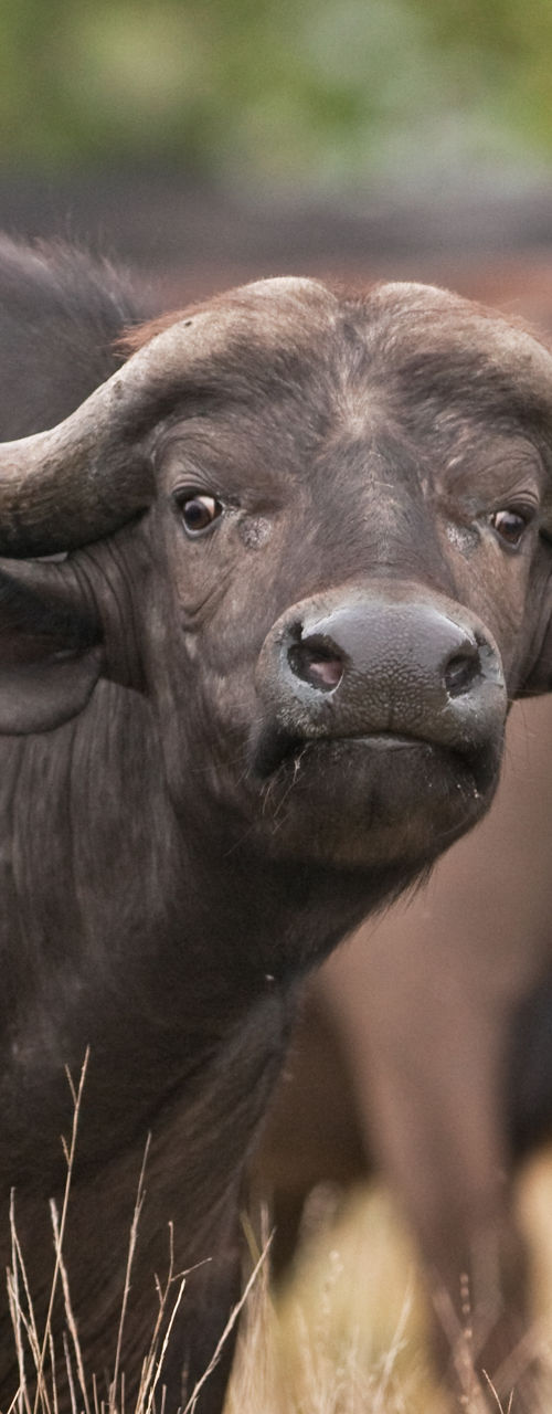 Close-up of African buffalo in grassland
