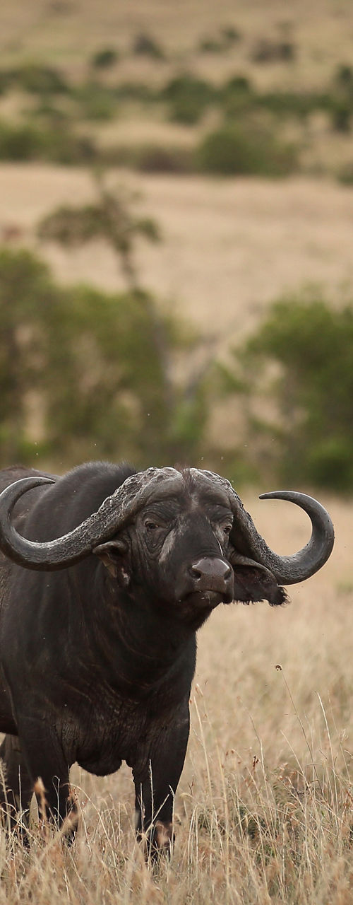 African buffalo standing in savanna at sunset